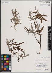 Foto von Salix eleagnos Scop.